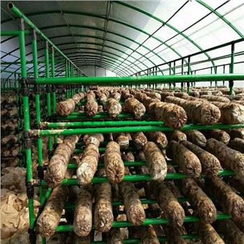 Sera agricolă cu ciuperci multi-span