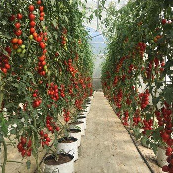 Bariera de gaze cu efect de seră de acoperire a solului