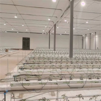 Cultivarea tomatelor într-o seră