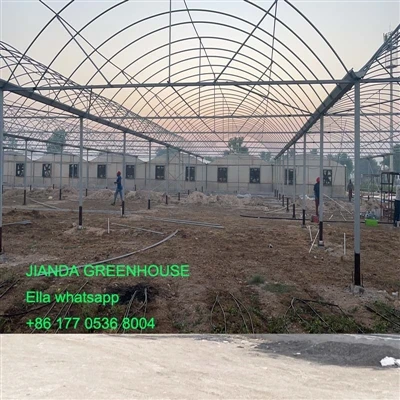 Muti Span Film Greenhouse în Qatar