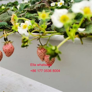 Cultivarea căpșunilor cu plantarea jgheabului în seră